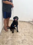 Cachorro raça Labrador idade 7 a 11 meses nome SIMBA
