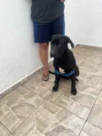 Cachorro raça Labrador idade 7 a 11 meses nome SIMBA