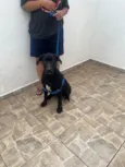 Cachorro raça Labrador idade 7 a 11 meses nome SIMBA