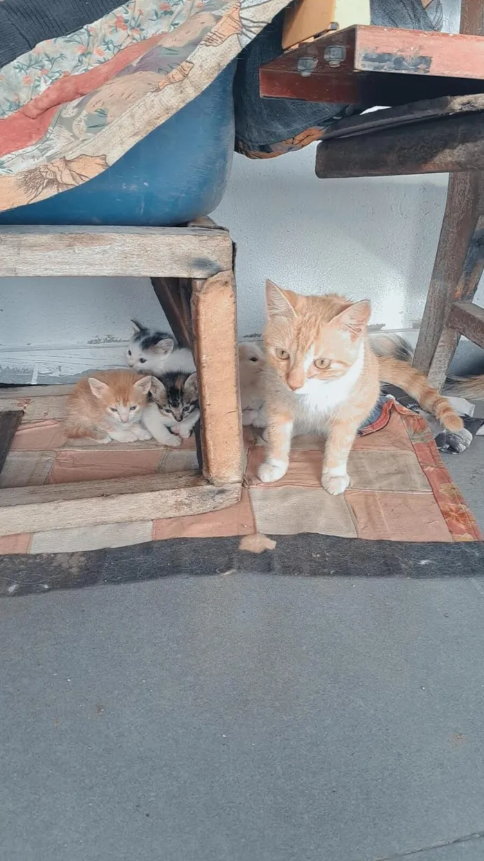 Gato raça SRD-ViraLata idade 4 anos nome Mel