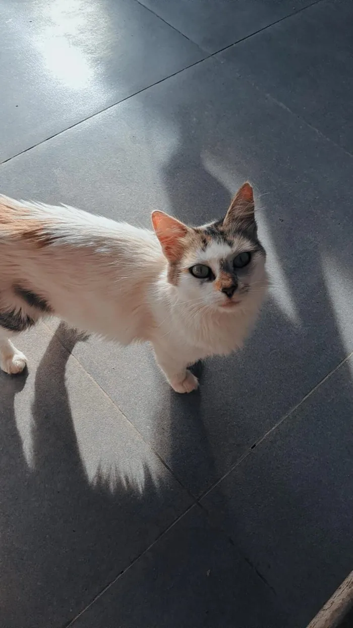 Gato raça SRD-ViraLata idade 4 anos nome Mel