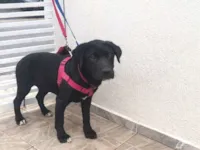 Cachorro raça Labrador idade 7 a 11 meses nome AMORA