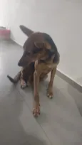 Cachorro raça SRD-ViraLata idade 2 anos nome Ártemis