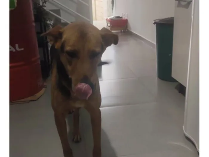 Cachorro raça SRD-ViraLata idade 2 anos nome Ártemis