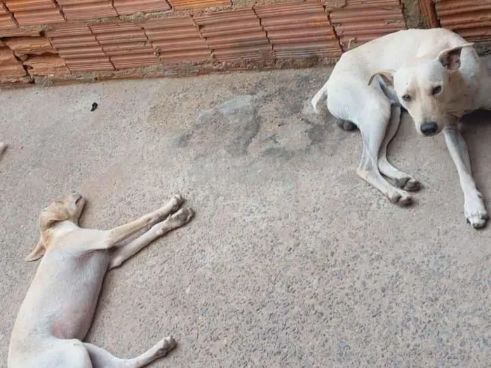 Cachorro raça SRD-ViraLata idade 2 a 6 meses nome Branquinho