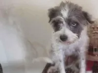 Cachorro raça SRD-ViraLata idade 6 ou mais anos nome Magrela