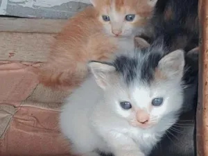 Gato raça SRD-ViraLata idade 4 anos nome Mel