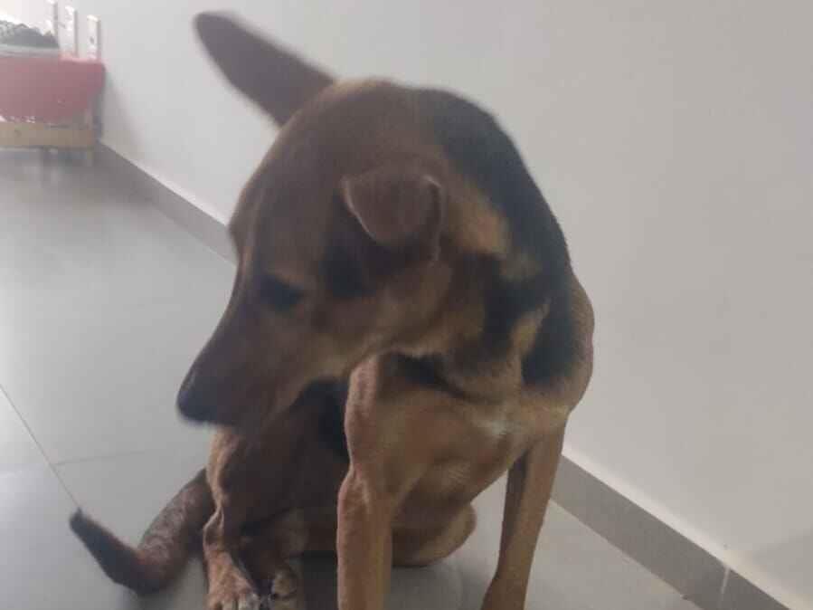 Cachorro raça SRD-ViraLata idade 2 anos nome Ártemis