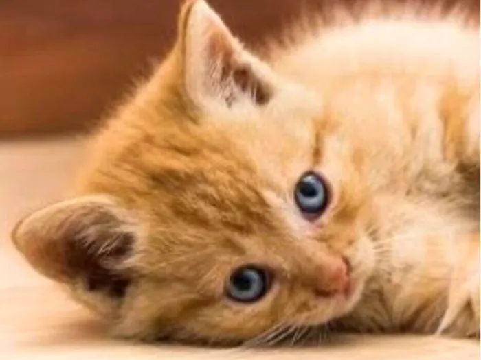 Gato raça SRD-ViraLata idade 2 a 6 meses nome Nino