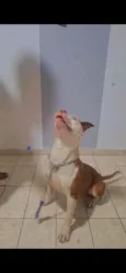 Cachorro raça Pit-Bull idade 3 anos nome Luchy