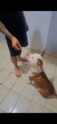 Cachorro raça Pit-Bull idade 3 anos nome Luchy