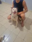 Cachorro raça Pit-Bull idade 3 anos nome Luchy