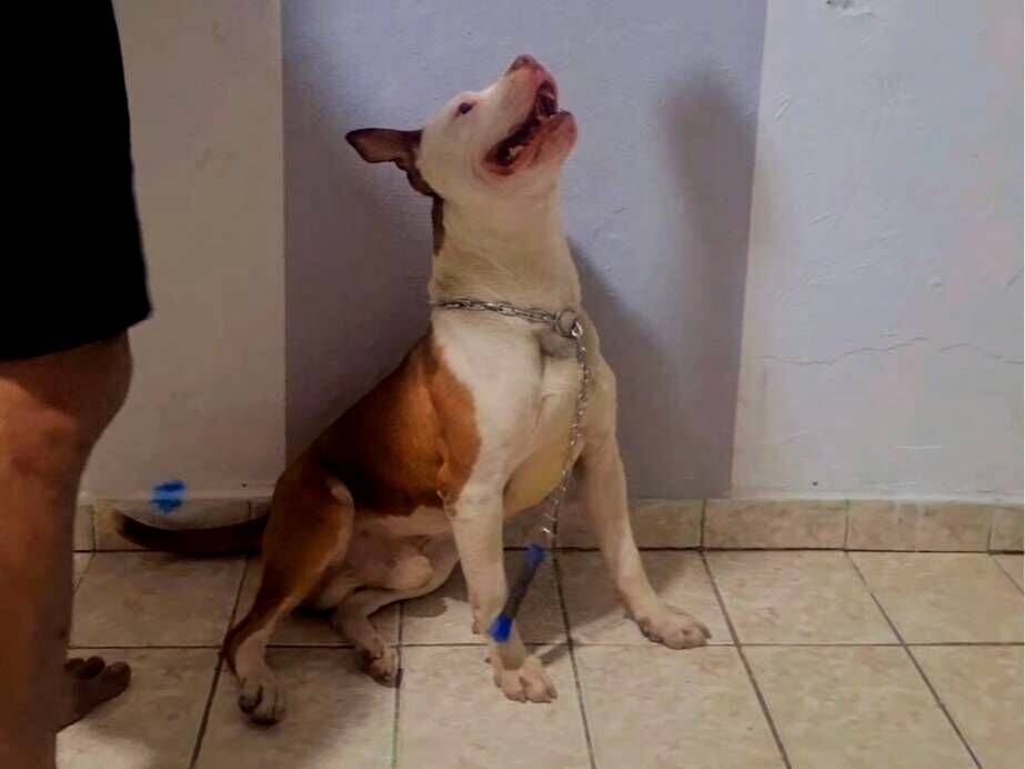 Cachorro raça Pit-Bull idade 3 anos nome Luchy