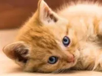 Gato raça SRD-ViraLata idade 2 a 6 meses nome Nino