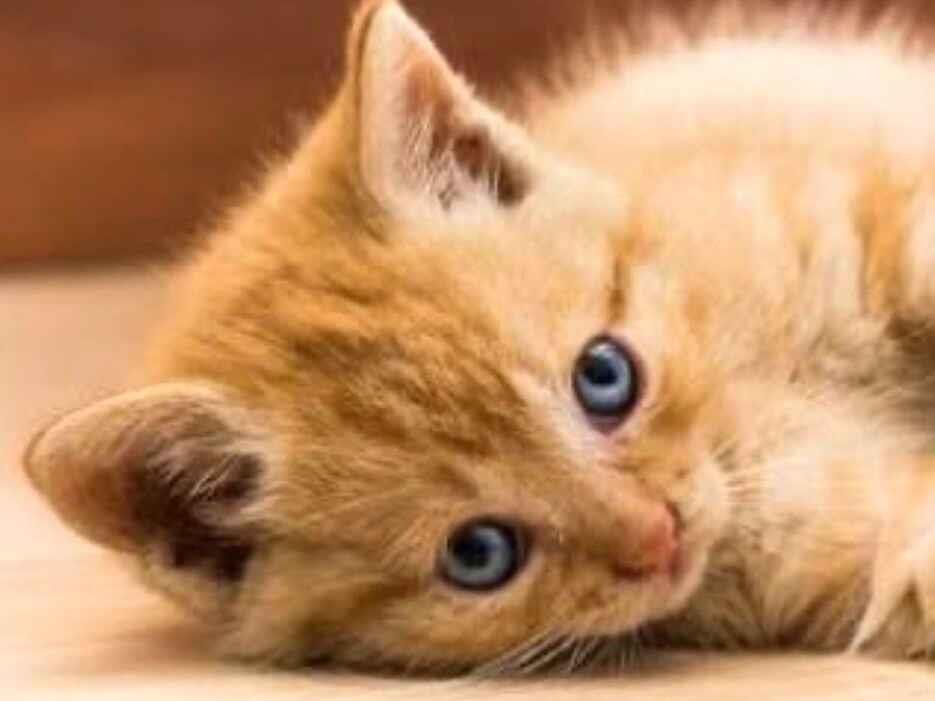 Gato raça SRD-ViraLata idade 2 a 6 meses nome Nino