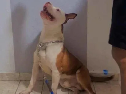 Cachorro raça Pit-Bull idade 3 anos nome Luchy