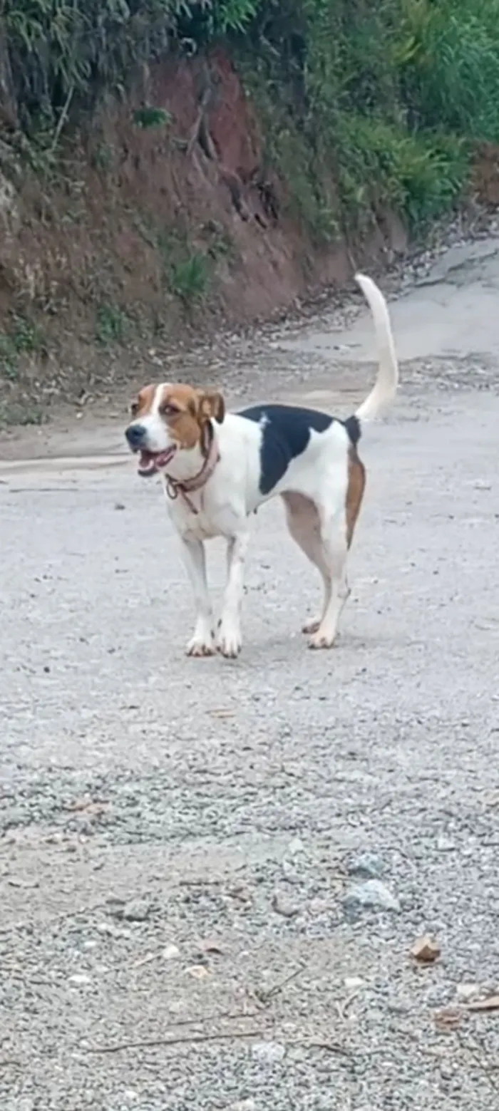 Cachorro raça SRD-ViraLata idade 1 ano nome Estrelinha