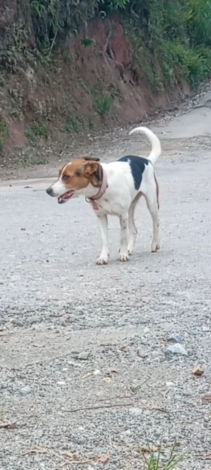 Cachorro raça SRD-ViraLata idade 1 ano nome Estrelinha
