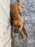 Cachorro raça SRD-ViraLata idade 1 ano nome Princesa 