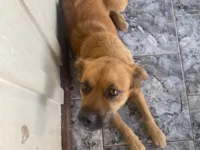 Cachorro raça SRD-ViraLata idade 1 ano nome Princesa 