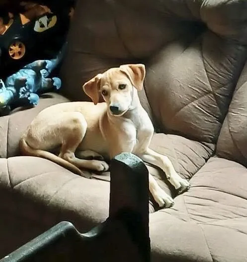 Cachorro raça SRD-ViraLata idade 2 a 6 meses nome Blue ??