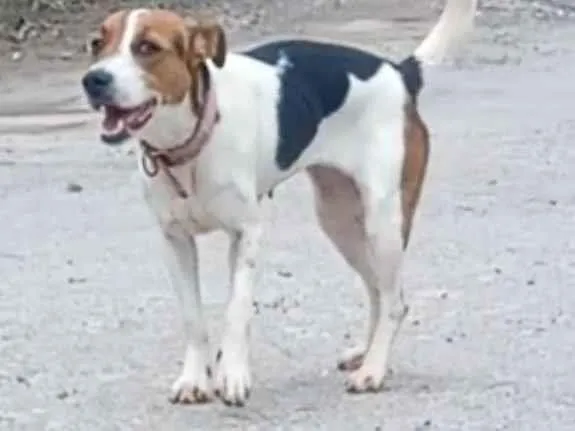 Cachorro raça SRD-ViraLata idade 1 ano nome Estrelinha