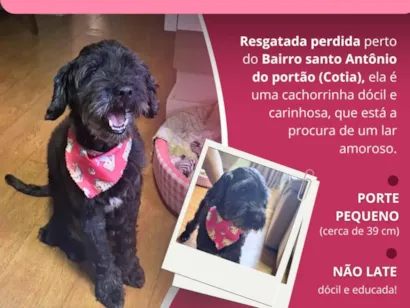 Cachorro raça Poodle idade 6 ou mais anos nome Frida