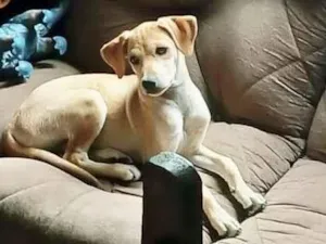 Cachorro raça SRD-ViraLata idade 2 a 6 meses nome Blue ??