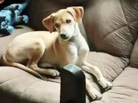 Cachorro raça SRD-ViraLata idade 2 a 6 meses nome Blue ??