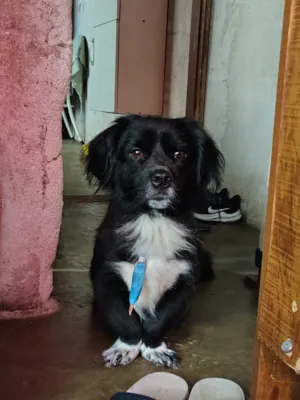 Cachorro raça SRD-ViraLata idade 4 anos nome Negão 