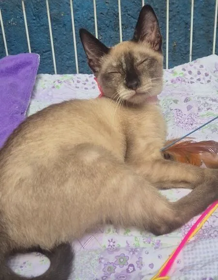 Gato raça SRD-ViraLata idade 2 a 6 meses nome LEDA MIX