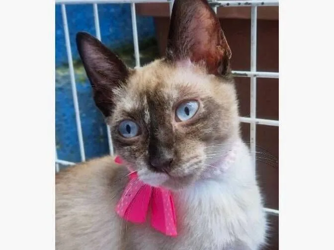 Gato raça SRD-ViraLata idade 2 a 6 meses nome LEDA MIX