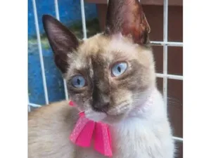 Gato raça SRD-ViraLata idade 2 a 6 meses nome LEDA MIX