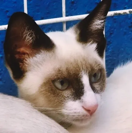 Gato raça SRD-ViraLata idade 2 a 6 meses nome VITINHO MIX