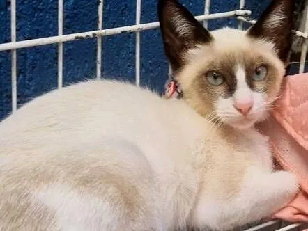 Gato raça SRD-ViraLata idade 2 a 6 meses nome VITINHO MIX