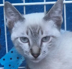 Gato raça SRD-ViraLata idade 2 a 6 meses nome TEOTONIO MIX