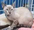 Gato raça SRD-ViraLata idade 2 a 6 meses nome TEOTONIO MIX