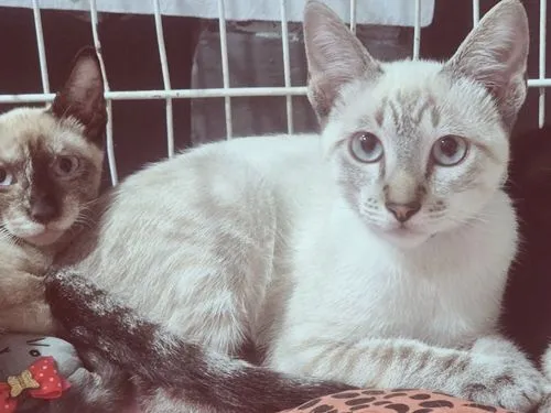Gato raça SRD-ViraLata idade 2 a 6 meses nome TEOTONIO MIX