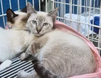 Gato raça SRD-ViraLata idade 2 a 6 meses nome TEOTONIO MIX