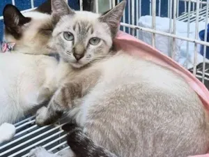 Gato raça SRD-ViraLata idade 2 a 6 meses nome TEOTONIO MIX