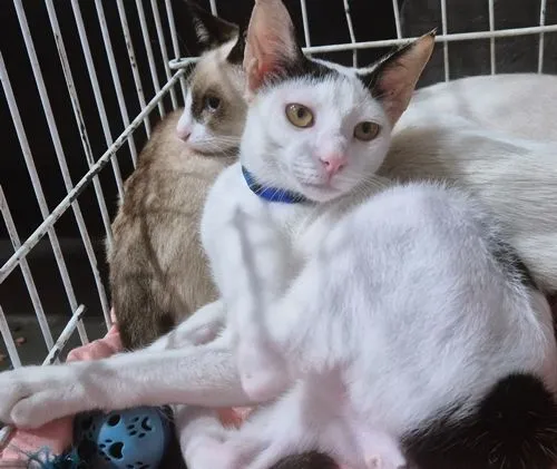 Gato raça SRD-ViraLata idade 2 a 6 meses nome GAEL COTOZINHO