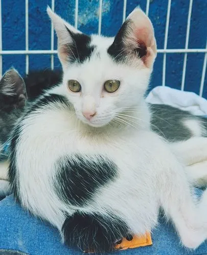 Gato raça SRD-ViraLata idade 2 a 6 meses nome GAEL COTOZINHO