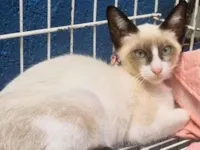 Gato raça SRD-ViraLata idade 2 a 6 meses nome VITINHO MIX