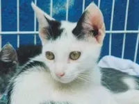 Gato raça SRD-ViraLata idade 2 a 6 meses nome GAEL COTOZINHO