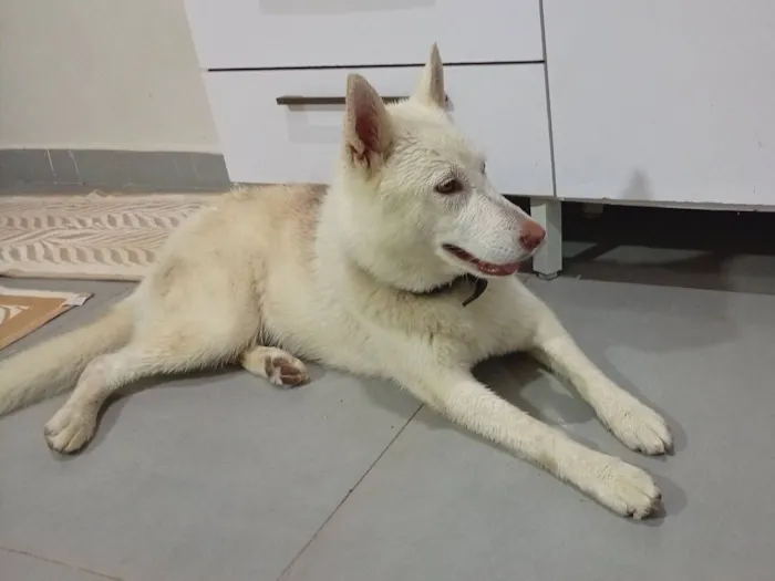 Cachorro raça Pastor Alemão idade 3 anos nome JOSE ROBERTO DOS SANTOS