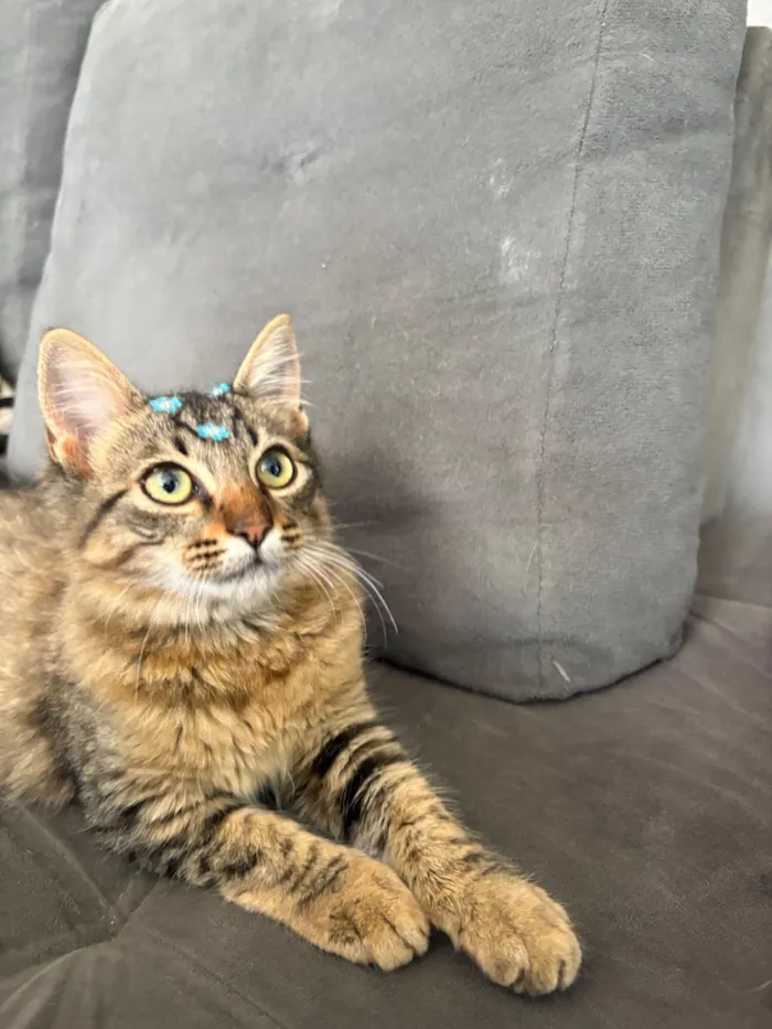 Gato raça SRD-ViraLata idade 2 a 6 meses nome Simba 