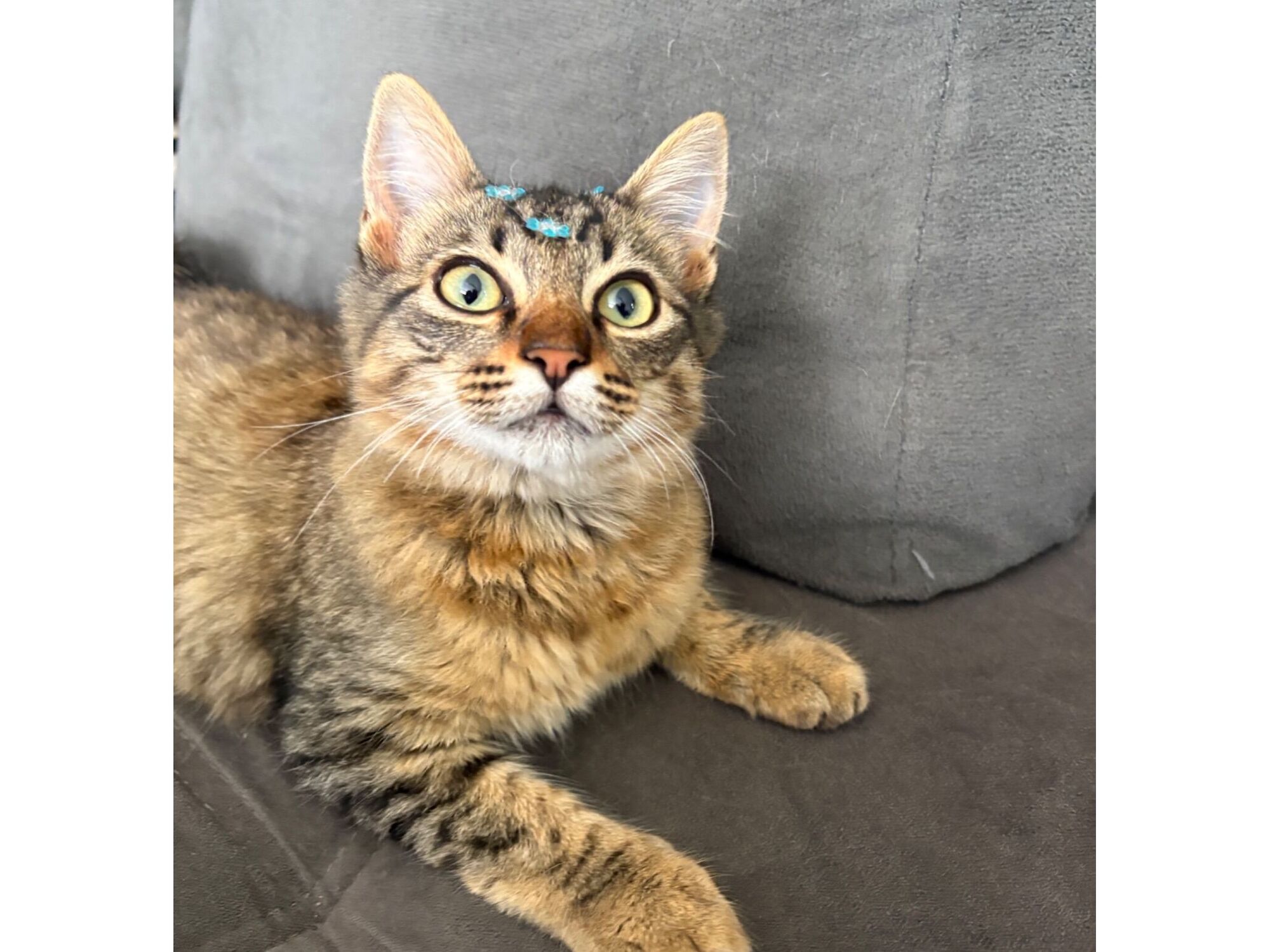 Gato raça SRD-ViraLata idade 2 a 6 meses nome Simba 