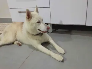 Cachorro raça Pastor Alemão idade 3 anos nome JOSE ROBERTO DOS SANTOS