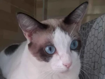 Gato raça SRD-ViraLata idade 1 ano nome Mingau