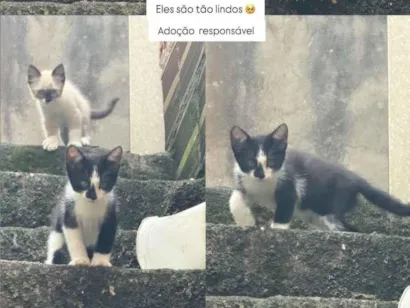 Gato raça SRD-ViraLata idade Abaixo de 2 meses nome Filhotes 